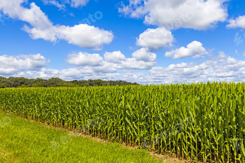Preview: American Countryside Corn Field With Stormy Sky