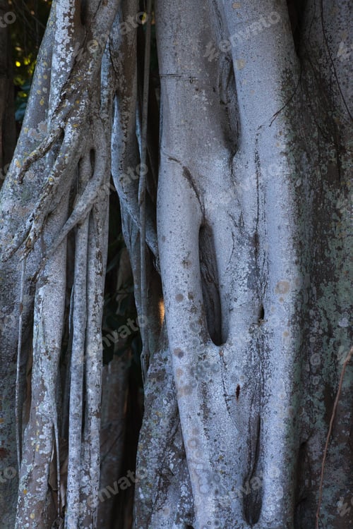 Preview: Abstraction From A Banyan Tree Outdoors