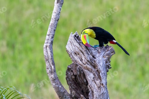 Preview: Close Up Of A Keel Billed Toucan On An Old Tree Stump With A Green Gras Background