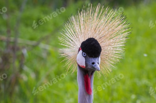 Preview: Close Up Of An East African Crowned Crane With Beautiful Colors And Spring Green Grass In The