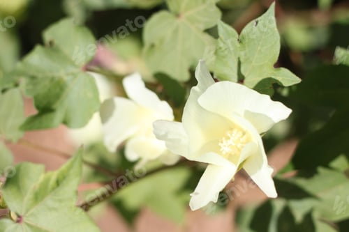 Preview: Cotton Plant Bushes With White Flowers 7761
