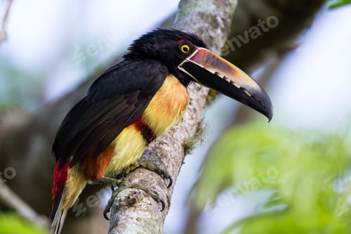 Preview: Close Up Of A Collared Aracari With Afternoon Light Perched On A Guanacaste Tree In Costa Rica