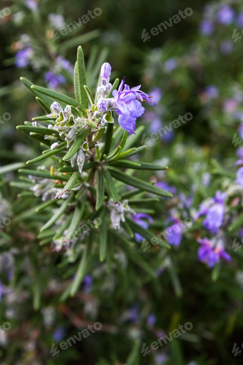 Preview: Close Up Of A Blooming Rosemary Plant In An Outdoor Garden Of Edible Landscape