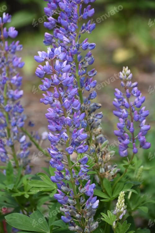 Preview: Pretty Light Purple Blooming Lupine Flower Blossoms In A Garden.