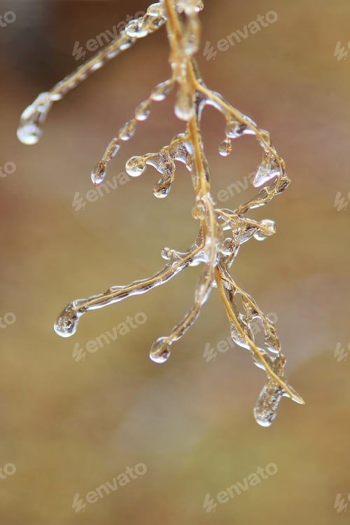 Preview: Winter Background - Ice In Colorful Nature - Delicate Freeze Of Plant And Twig