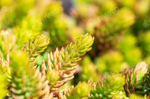 Preview: Closeup View Of Succulent Plants