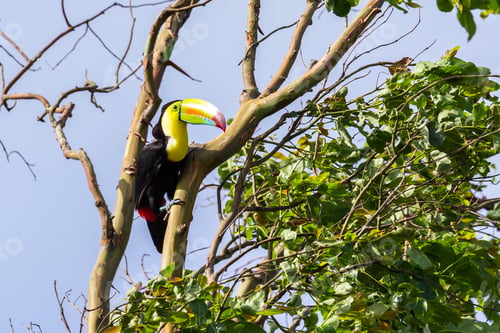 Preview: Keel Billed Toucan Perched On A Tree In The Tropical Rainforest Of Costa Rica
