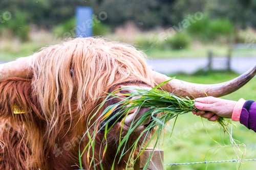 Preview: Young Highland Bull In Fresh Green Grass In The Scottish Highlands