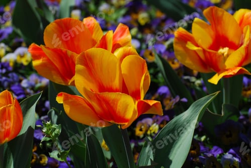 Preview: Garden With Colorful Striped Yellow And Red Tulips.