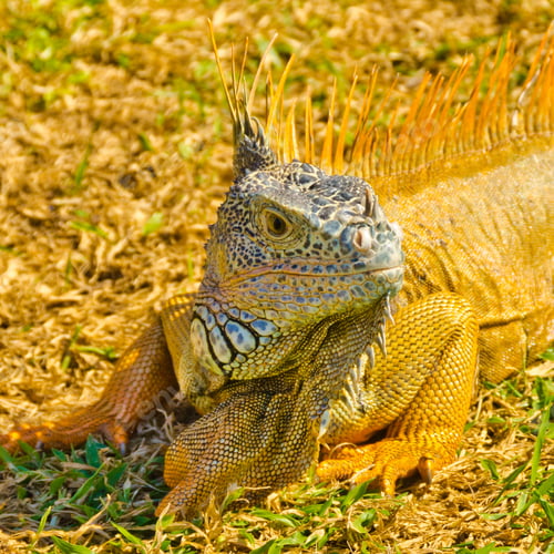 Preview: Portrait Of Iguana On Green Grass Lawn