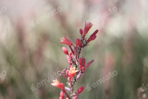 Preview: A Red Yucca Plant With Small Flowers 7998