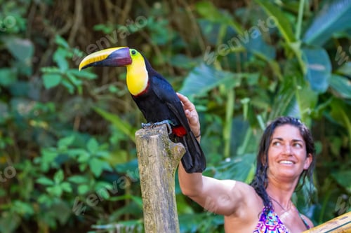 Preview: Nauyaca, Costa Rica - January 28: Woman Petting A Wild Toucan In The Rainforest Of Costa Rica