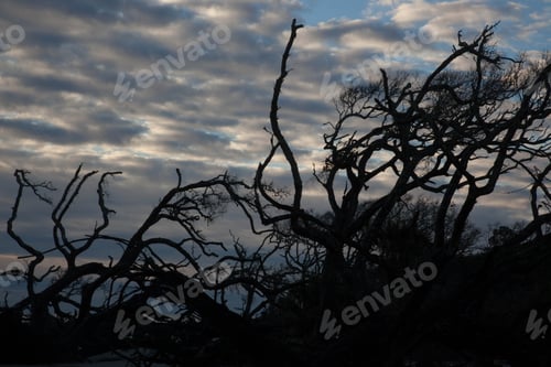 Preview: Dead Tree On A Beach At Sunrise