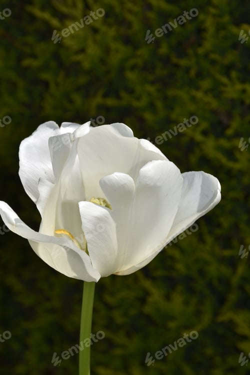 Preview: Beautiful Single Flowering White Tulip Blossom In A Garden.