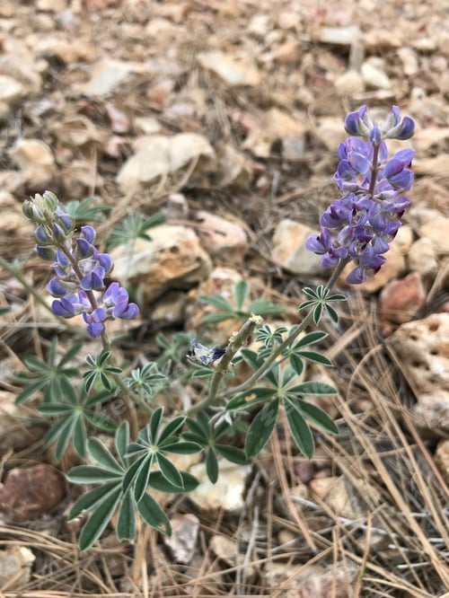 Preview: A Lupinus Sparsiflorus Plant With Blue Flowers 4651