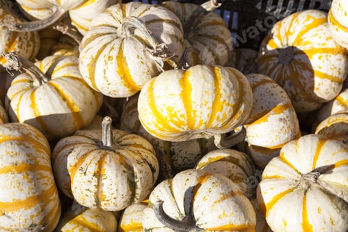 Close Up of Decorative Gourds with Yellow Stripes