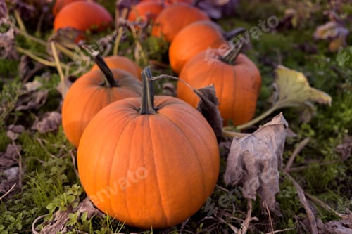 Preview: Martindale Pumpkin Patch Farm Series - Fresh And Well Grown Pumpkins Ready To Harvest In