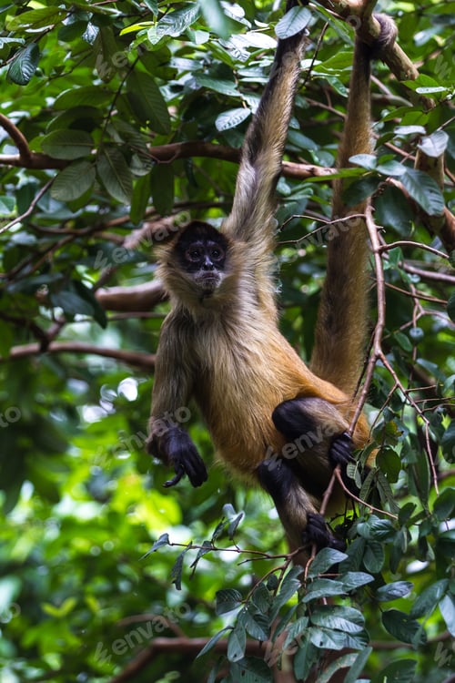 Preview: Spider Monkey Hanging From A Tree In A Natural Park In Costa Rica