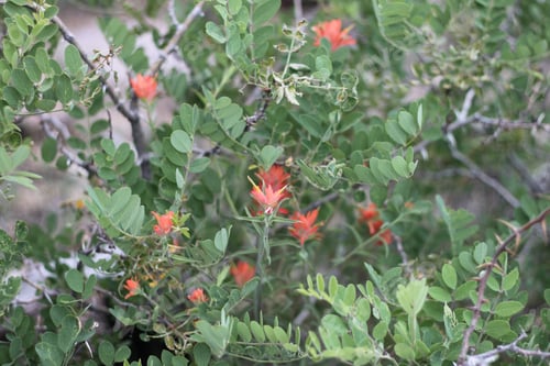 Preview: A Bush Of Castilleja Subinclusa With Orange Flowers 8131