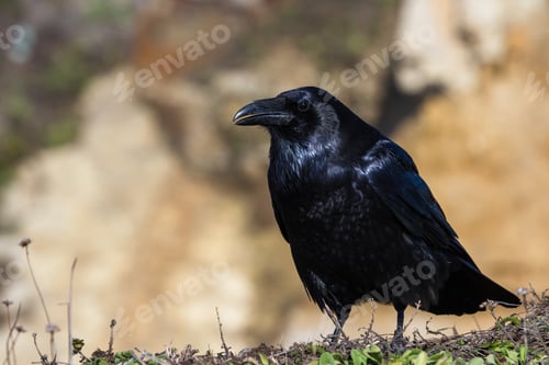 Preview: Close Up Of A Crow With Black Shinny Feathers With A Bright Cliff In The Background