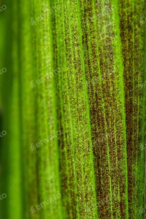 Preview: Natural Green Background Using The Underside Of A Tropical Leaf Backlit By The Sun