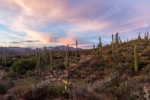 Preview: Sunset In The Desert, Landscape In Arizona With The Beautiful Saguaro Cactus In Springtime
