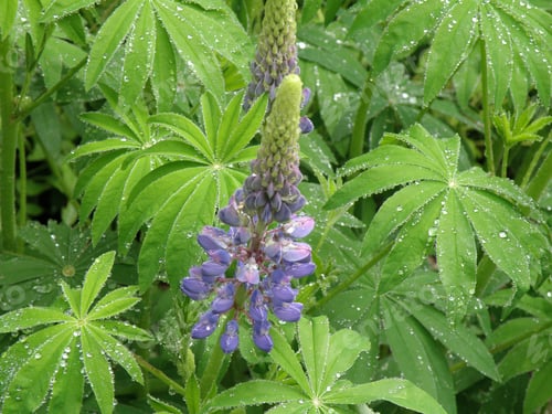 Preview: Flowering Purple Lupin Stalk In A Garden With Dew On It'S Leaves.