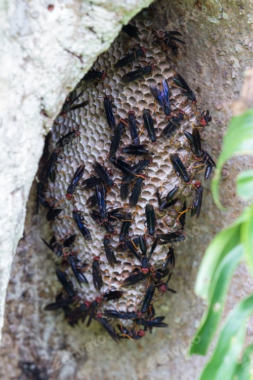 Preview: Group Of Warrior Wasps Building A Large Nest On A Large Tree Stump In The Rainforest Of Costa Rica