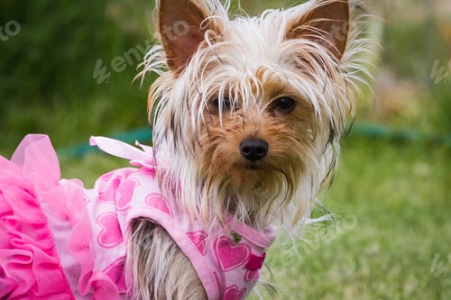 Preview: Cute Yorkshire Terrier Puppy Playing Outdoors Wearing A Pink Tutu