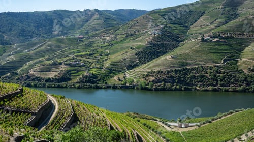 Preview: Terraces Of Grape Vines For Port Wine Production Line The Hillsides Of The Douro Valley Near Pinhao