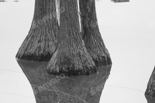 Preview: Cypress Trees Reflected In Swamp Water