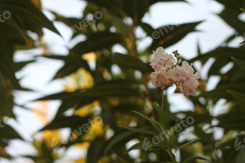 Preview: Clusters Of Chitalpa Tree Blossoms 0958