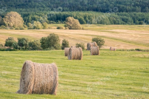 Preview: View Over A Beautiful, Large Agricultural Field Filled With Haystacks On A Late Afternoon In The