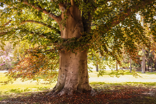 Preview: Santiago, Chile - Concha Y Toro Mansion Vineyard Amazing Tree