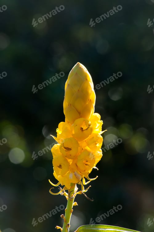 Preview: Flower In The Sunshine With A Golden Spike