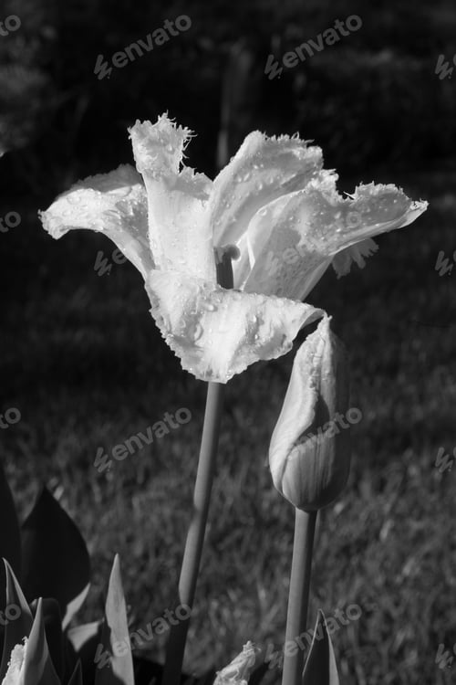 Preview: Tulip In Black And White