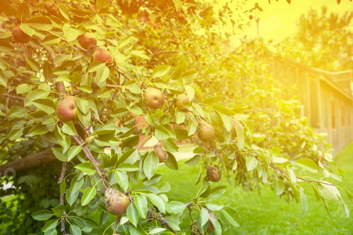Ripe Pears on Tree in Golden Sunlight
