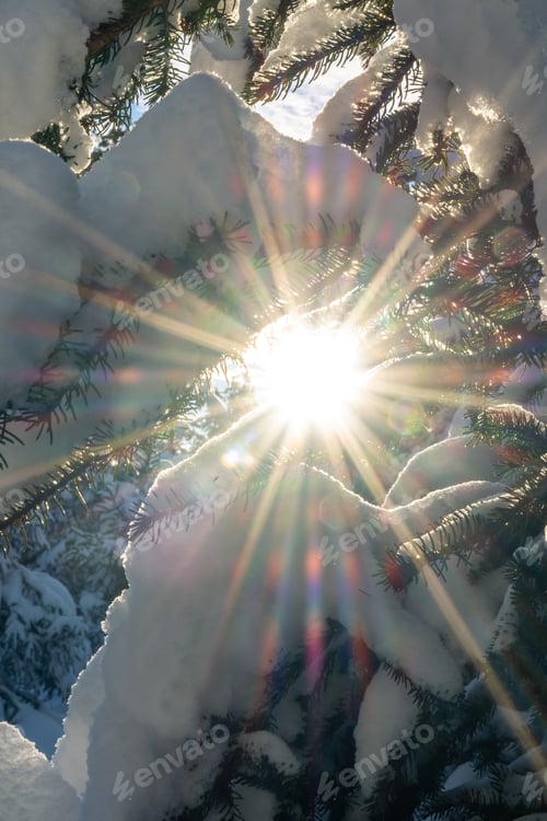 Preview: Portrait Photo Of The Sun Peaking Through The Branches Of Trees Covered In Snow On A Cold Winter