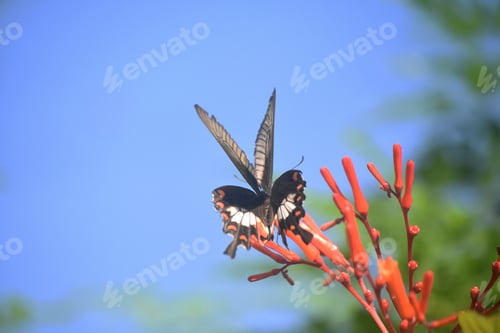 Preview: Giant Swallotail Butterfly Flittering Around In A Garden.