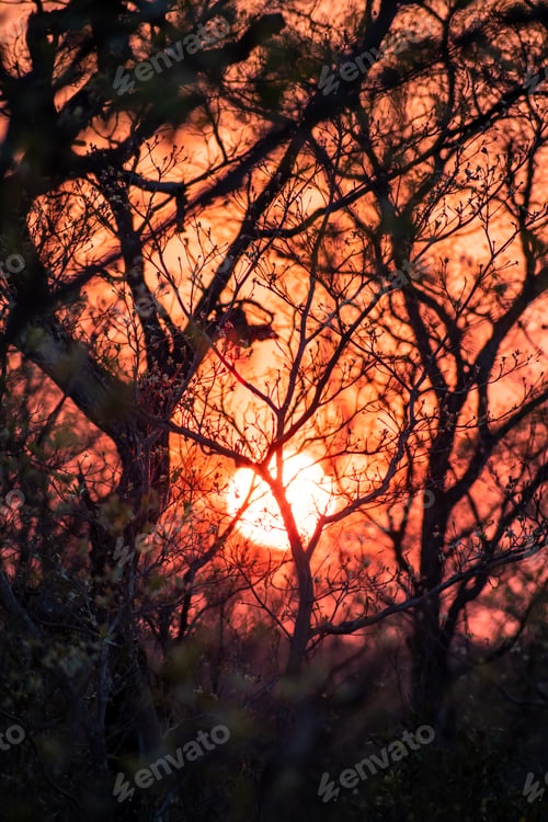 Preview: Portrait Photo Of The Sun Defined Rising In The Distance On A Bright Orange Sky With Dark African