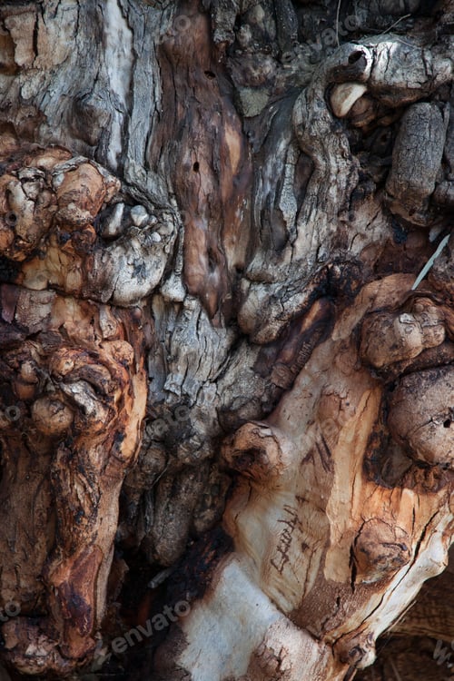 Preview: Abstraction Of Tree Bark Outdoors