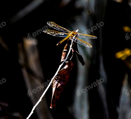Preview: An Artsy View Of The Sun Shining Gold On A Dragonfly On A Twig With Dying Autumn Leaves Attached