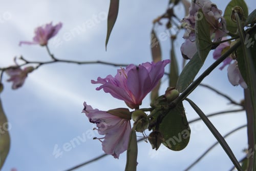 Preview: An Orchid Tree With Pink And Purple Flowers 9363