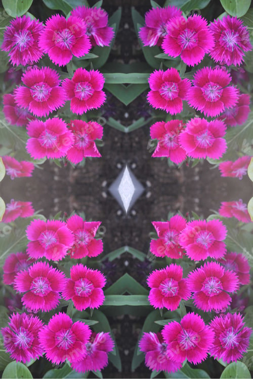 Preview: A Abstract Of A Dianthus Barbatus Plant With Dark Pink Flowers 9941