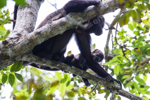 Preview: Tropical Scene With Young Howler Monkey Family Up A Tree In The Nicoya Peninsula In Costa Rica