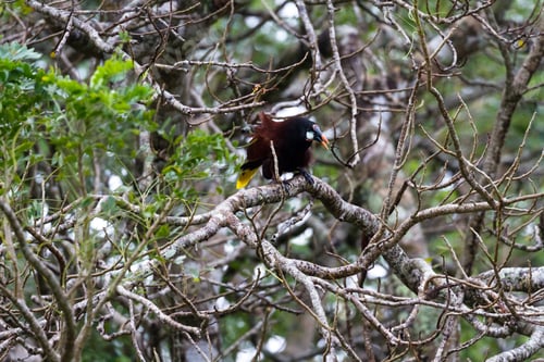 Preview: Black Oropendola Perched On A Jocote Tree In Costa Rica