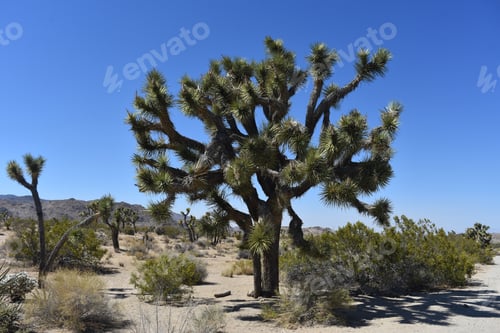 Preview: Joshua Trees Growing In California'S Mojave Desert.
