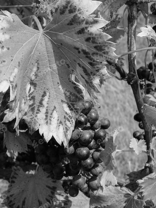 Preview: Grapes Growing On A Vine In Black And White