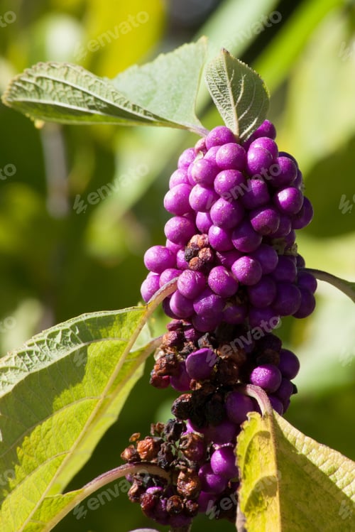 Preview: Purple Berry Outdoors In The Sunshine