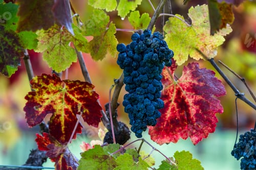 Preview: Group Of Grapes Still On The Vine With Autumn Colors On The Leaves And Moisture Drops From The